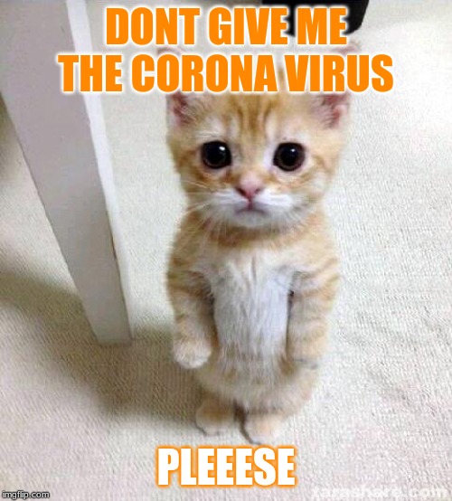 hilarious Cat meme about coronavirus