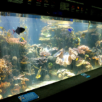 how much does a 55 gallon fish tank weigh