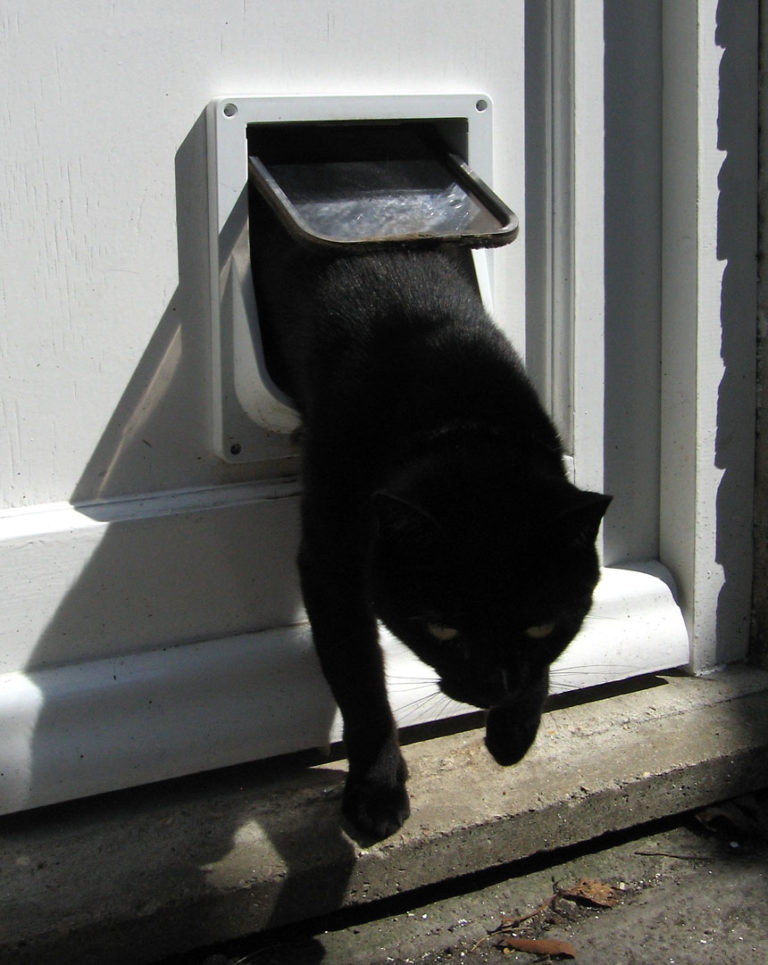 Best Cat Doors For Interior Doors The Kitty Expert