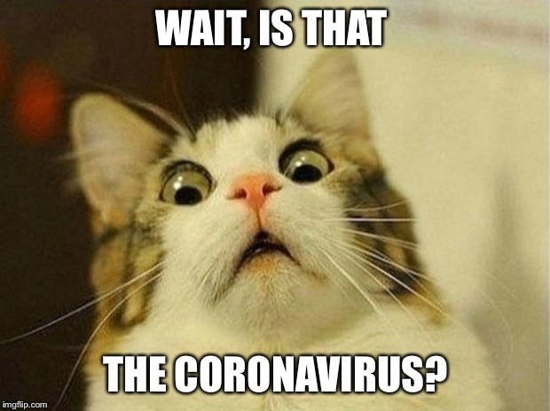 scared Cat meme about coronavirus