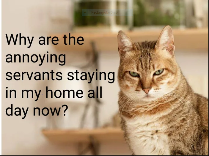 funniest Cat meme about coronavirus