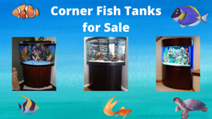 Corner Fish Tanks for Sale