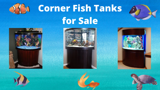 fish tanks for sale 20 gallon
