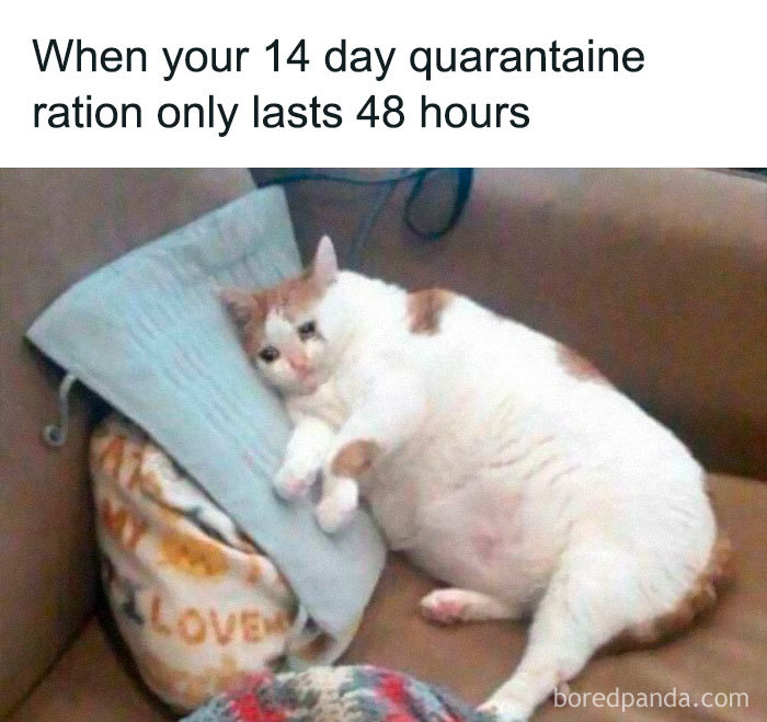 fat Cat meme about coronavirus