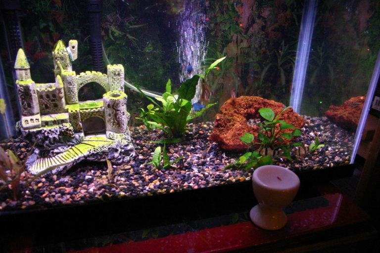 fish tank decor cute