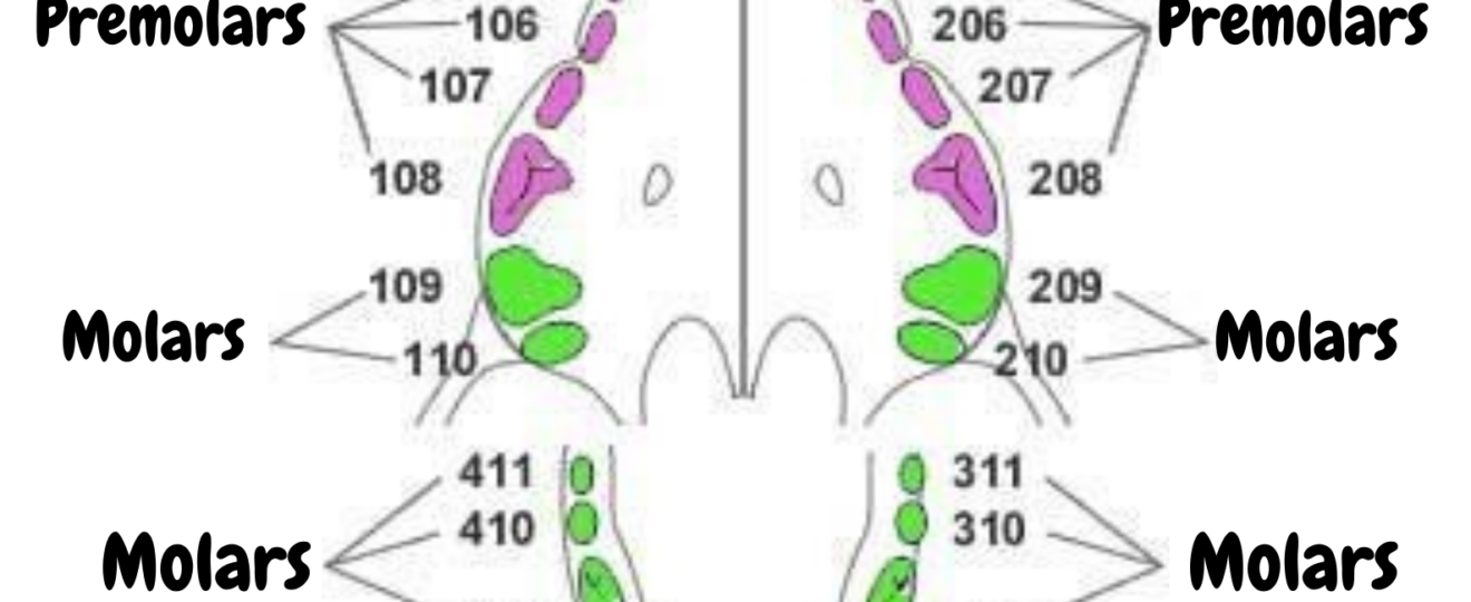 Canine Dental Chart Dog Teeth Diagram KittyExpert