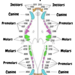 canine dental chart