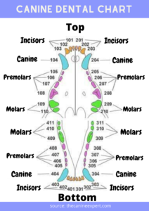 canine dental chart