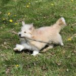 Why do dogs chew sticks