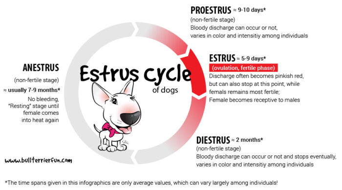 dog heat cycle calculator