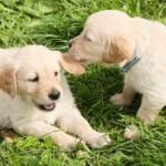 Pros and cons of neutering a dog