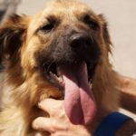 dog's breath smells like dead animal