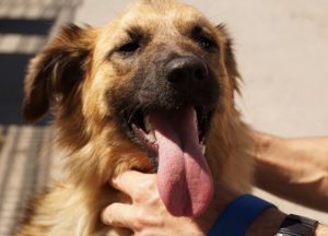 dog's breath smells like dead animal