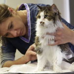 How to remove matted cat hair