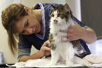 Minimaal bellen natuurkundige How to Remove Matted Cat Hair - The Kitty Expert