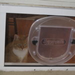 Best Cat Doors For Interior Doors