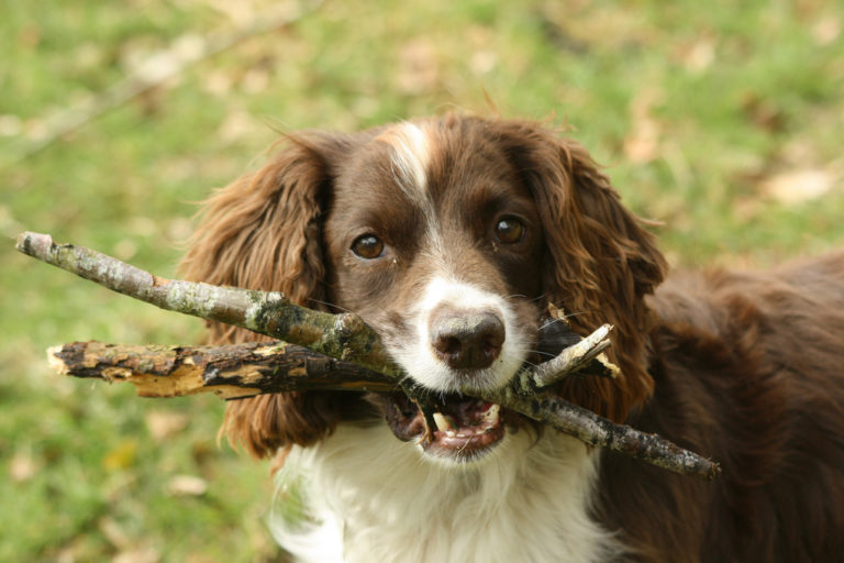 Is it ok for dogs to chew on sticks