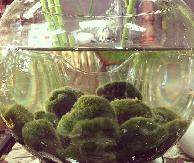 What does a moss ball do for your fish tank? - KittyExpert.com