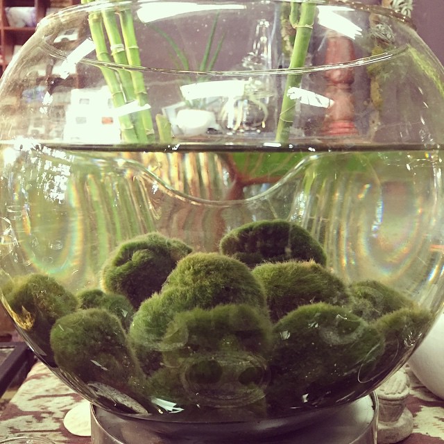 What does a moss ball do for your fish tank