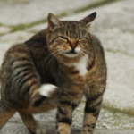 panacur for cats