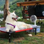 At what age do female dogs go in heat