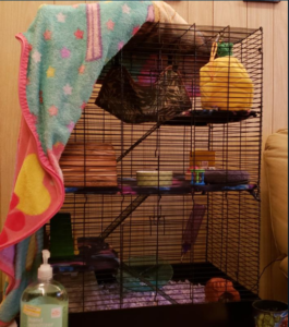 petco rat manor review