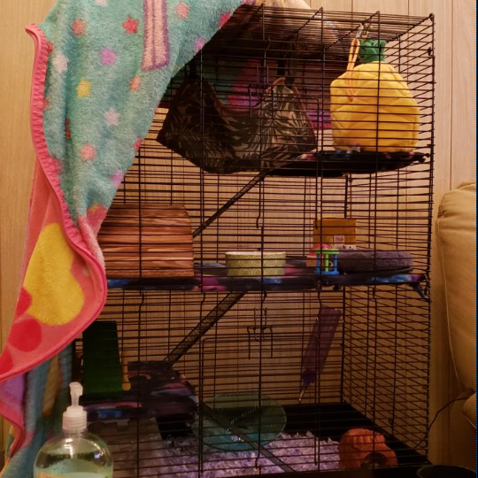 Petco Rat Manor Review - KittyExpert.com