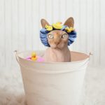 Can You Use Dog Shampoo On Cats?