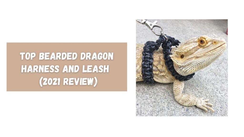 Top Bearded Dragon Harness and Leash (2021 Review)