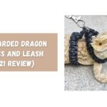 Top Bearded Dragon Harness and Leash (2021 Review)