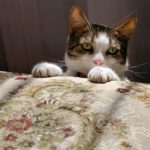 How to trim a squirmy cat's nails
