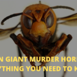 Asian Giant Murder Hornets