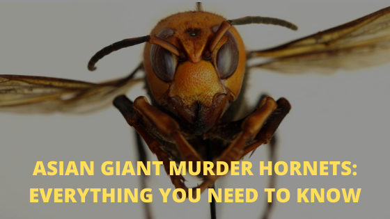 Asian Giant Murder Hornets
