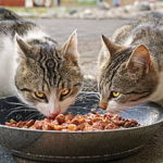 Soft Dry Cat Food for Cats with Bad Teeth