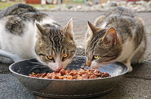 Soft Dry Cat Food for Cats with Bad Teeth