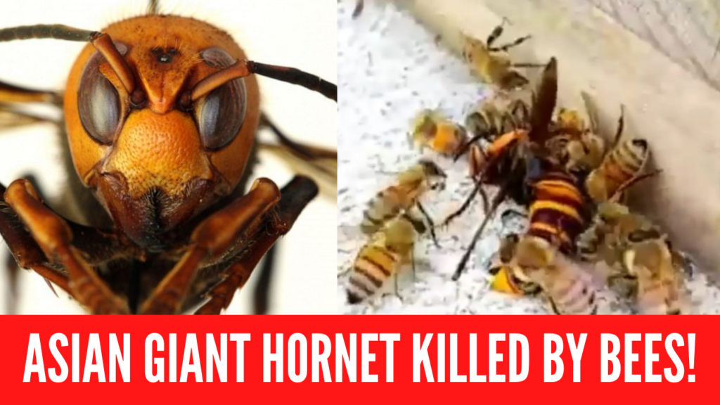 how do bees kill killer hornets