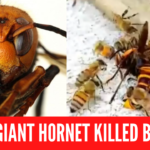 how do bees kill killer hornets