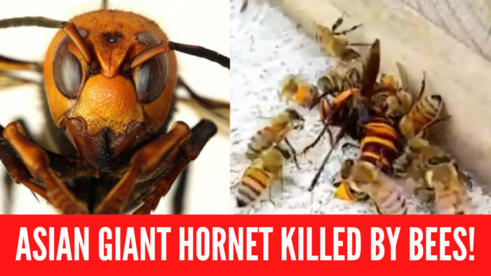 How Do Bees Kill Killer Hornets The Kitty Expert 3220