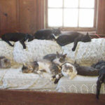 cat proof couch cover