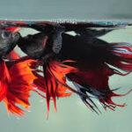 How Do Betta Fish Fight?