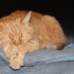 why do cats knead fabric