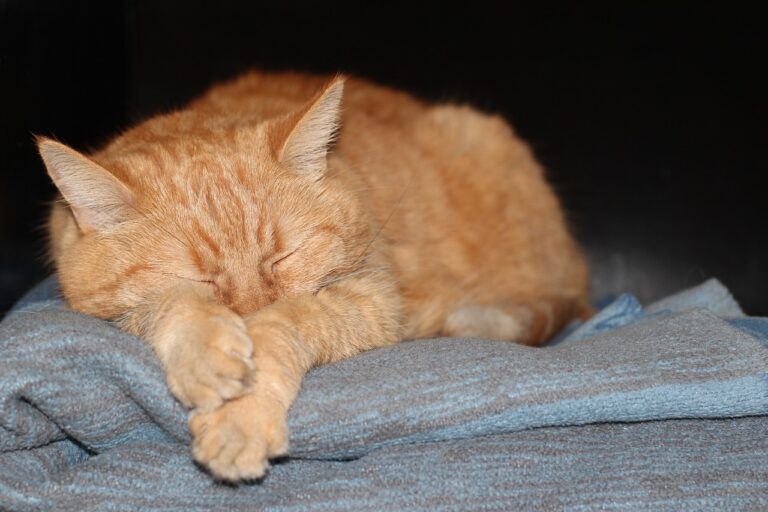 cat kneading pillow