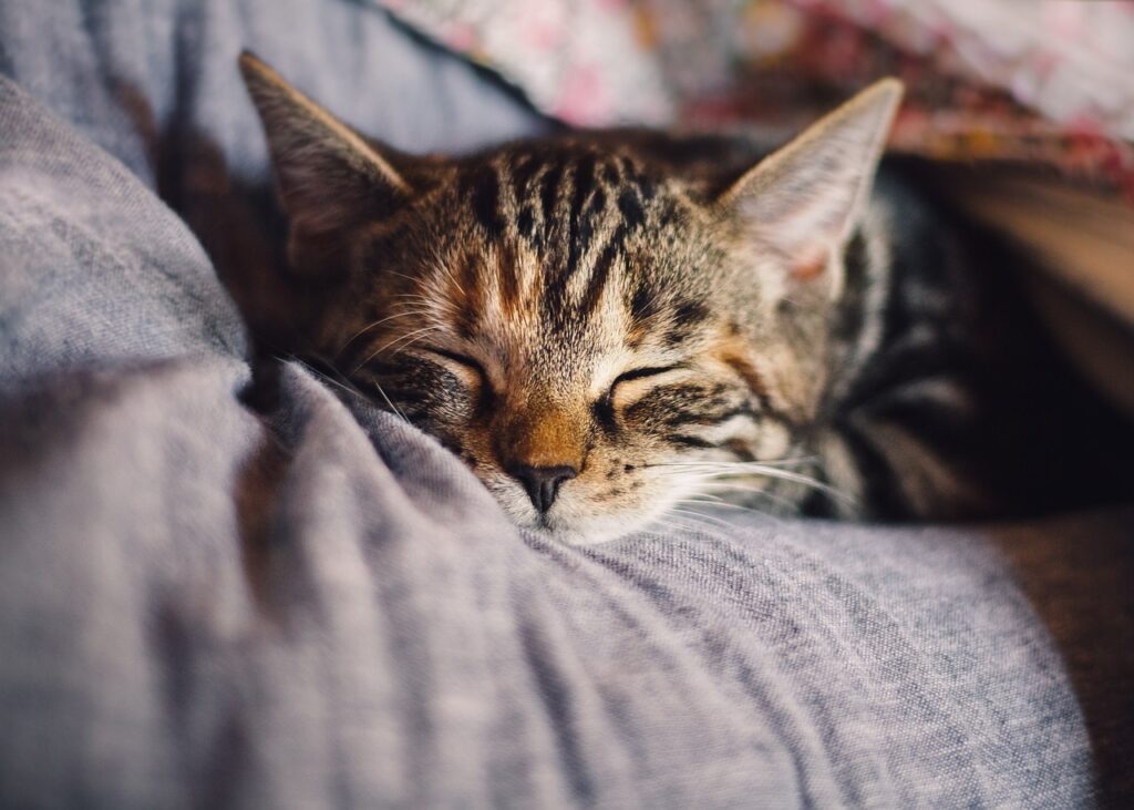 How to Make Cat Sleep at Night