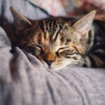 How to Make Cat Sleep at Night