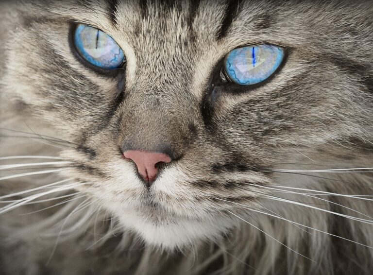 cat with beautiful blue eyes