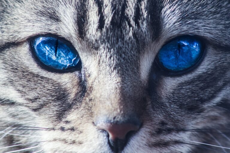 close up of beautiful cat with blue eyes