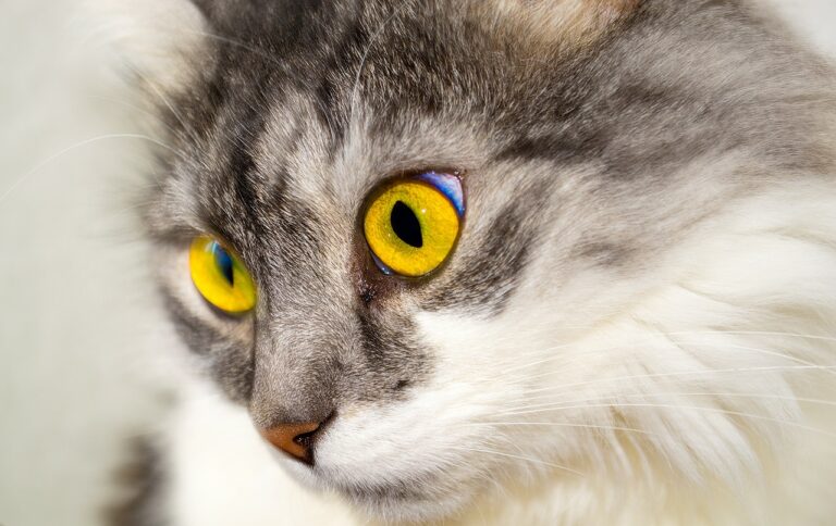 close up picture of cat eyes