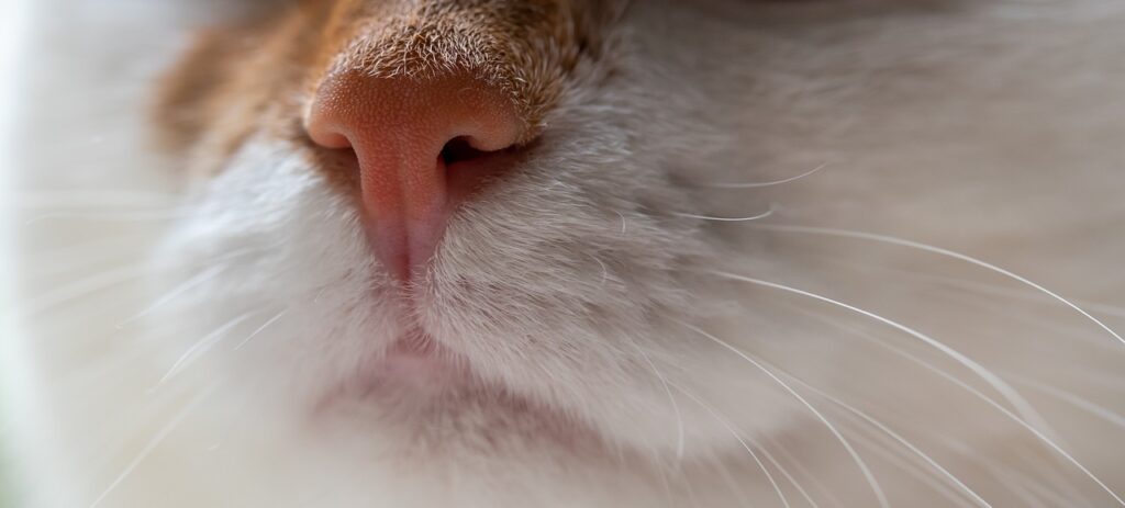 Why do cats and dogs have wet noses