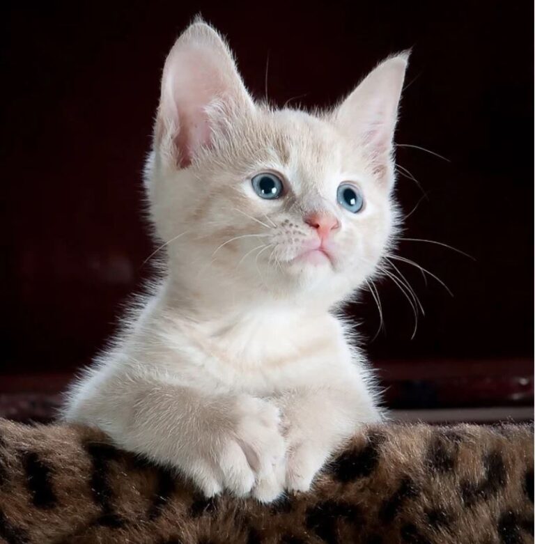 cute picture of white kitten with blue eyes