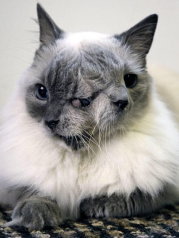 Janus Cat: Cat born with two faces in Oregon - KittyExpert.com